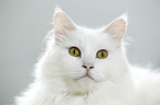 Siberian Cat Portrait