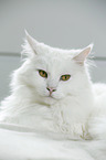 lying Siberian Cat