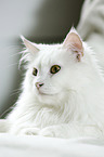 lying Siberian Cat