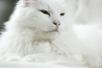 lying Siberian Cat