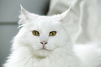 Siberian Cat Portrait