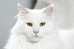 Siberian Cat Portrait