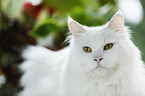 Siberian Cat Portrait