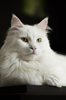 lying Siberian Cat