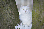 Siberian Cat in winter