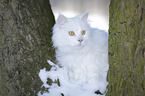 Siberian Cat in winter