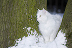 Siberian Cat in winter