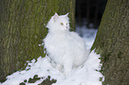 Siberian Cat in winter