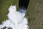 Siberian Cat in winter