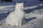 Siberian Cat in winter