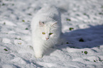 Siberian Cat in winter