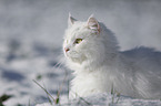 Siberian Cat in winter