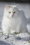 Siberian Cat in winter