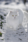 Siberian Cat in winter