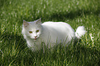 white tomcat in grass