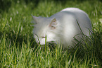 white tomcat in grass