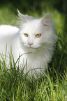 white tomcat in grass