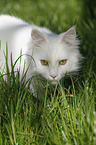 white tomcat in grass