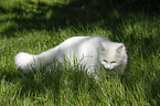 white tomcat in grass