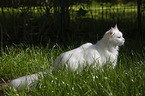 white tomcat in grass