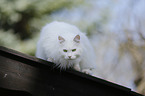 lying Siberian Forest Cat