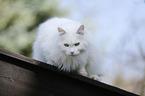 lying Siberian Forest Cat