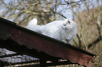 Siberian Forest Cat