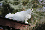 Siberian Forest Cat