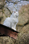 sitting Siberian Forest Cat