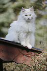 sitting Siberian Forest Cat