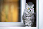 siberian cat