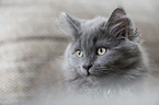 Siberian Cat portrait