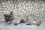 lying Siberian Cat