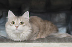 lying Siberian Cat
