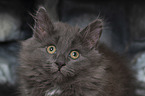 Siberian Cat portrait