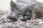 lying Siberian Cat