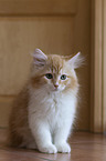 young Siberian Cat