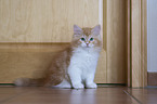 young Siberian Cat