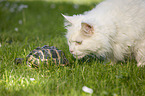 Siberian Cat with Greek tortoise
