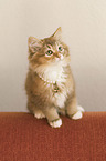 Siberian Cat