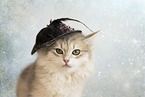 young Siberian cat