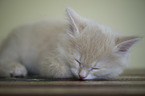Siberian cat kitten