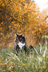 Siberian Cat