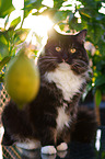 Siberian Cat