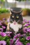 Siberian Forest Cat