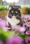 Siberian Forest Cat