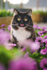 Siberian Forest Cat