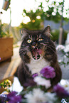 Siberian Forest Cat