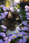 Siberian Forest Cat