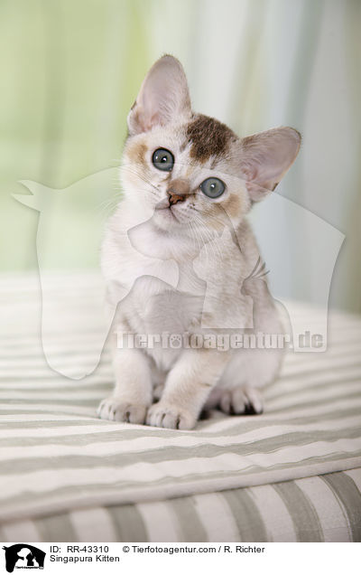 Singapura Kitten / RR-43310